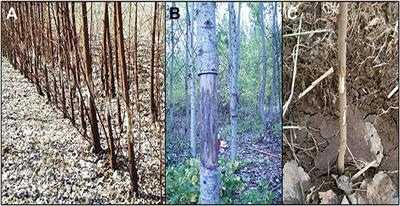 Phenotypic Expression and Stability in a Large-Scale Field Study of Genetically Engineered Poplars Containing Sexual Containment Transgenes